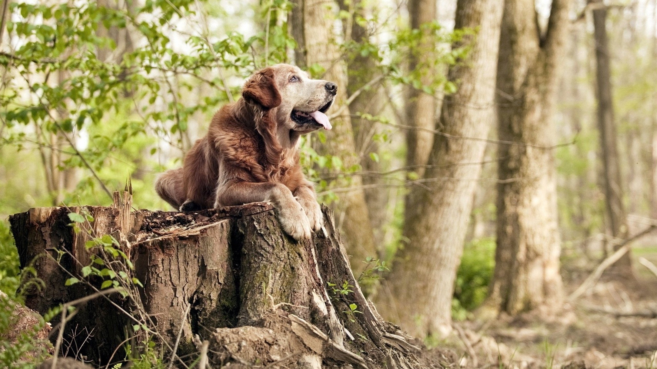 开云体育官方网入口-_特色体育小镇：打造全民运动新地标_，特色体育小镇的类型
