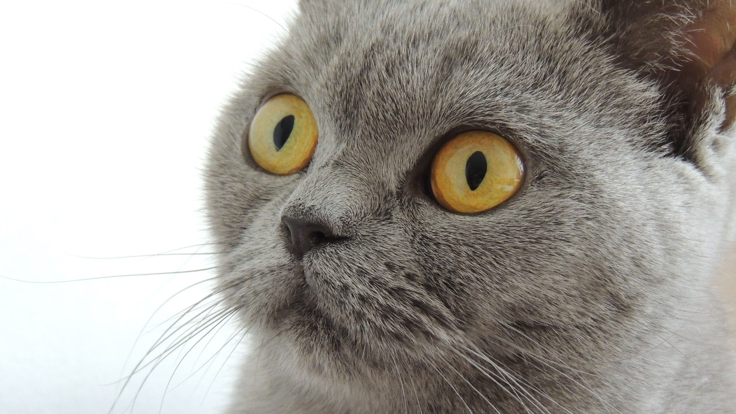 开云竞猜官网-中国足球明星代言品牌合作不断扩展，国足代言的品牌