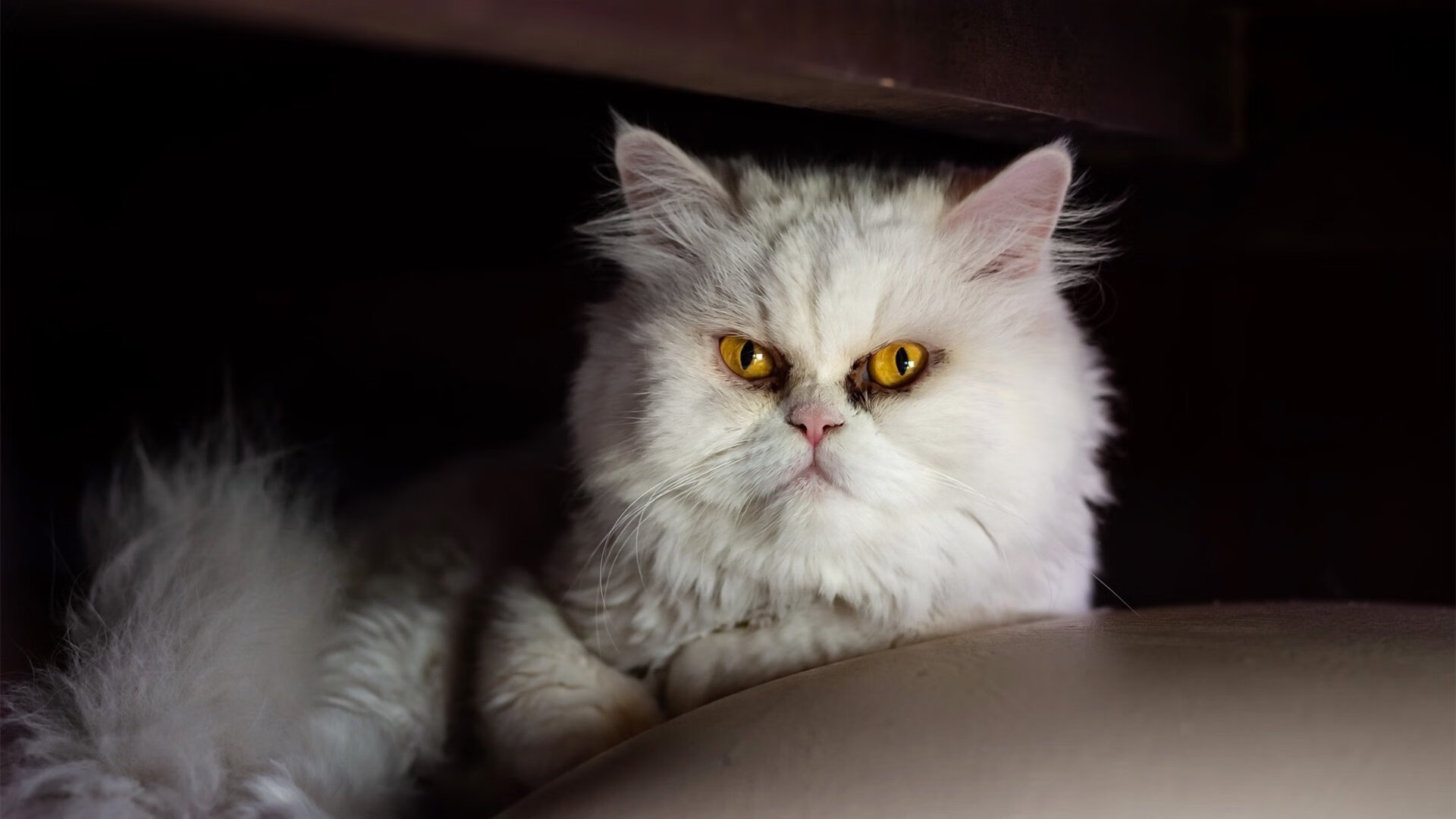 全国青少年“梦想起航”系列讲座在哈尔滨举行，青少年梦想基金